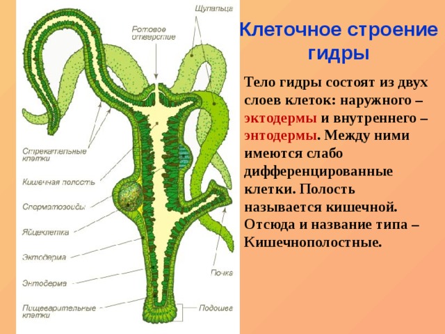 Kra38.cc Вход на сайт главная страница
