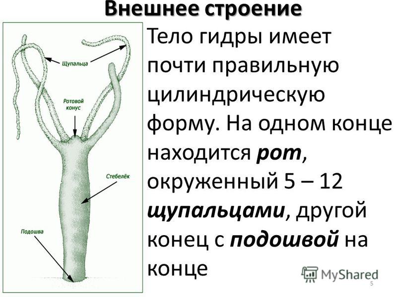 Ссылка на сайт кракен в тор